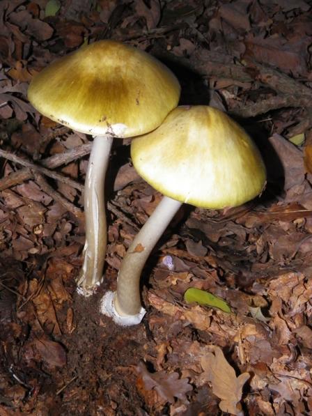 gomba6.jpg