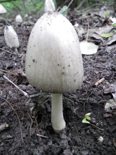 gomba_36.jpg